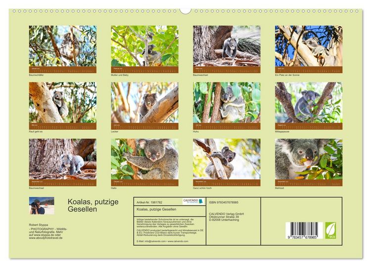 Produktbild: Koalas, putzige Gesellen (hochwertiger Premium Wandkalender 2026 DIN A2 quer), Kunstdruck in Hochglanz