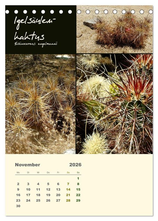 Produktbild: Kakteen der US-S&uuml;dweststaaten (Tischkalender 2026 DIN A5 hoch), CALVENDO Monatskalender
