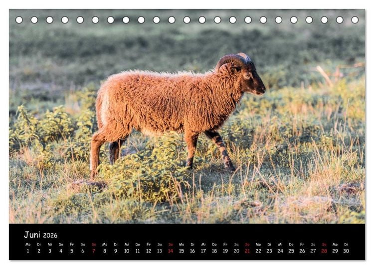 Produktbild: Schafe und L&auml;mmer (Tischkalender 2026 DIN A5 quer), CALVENDO Monatskalender