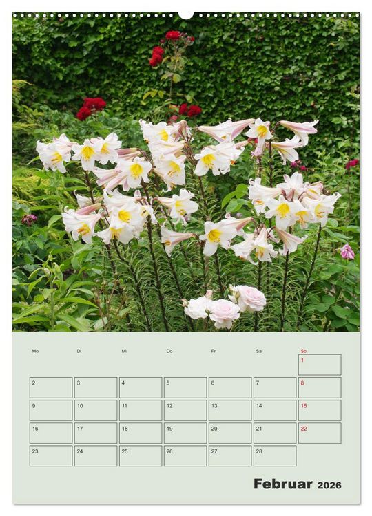 Produktbild: Lilien im Garten (Wandkalender 2026 DIN A2 hoch), CALVENDO Monatskalender