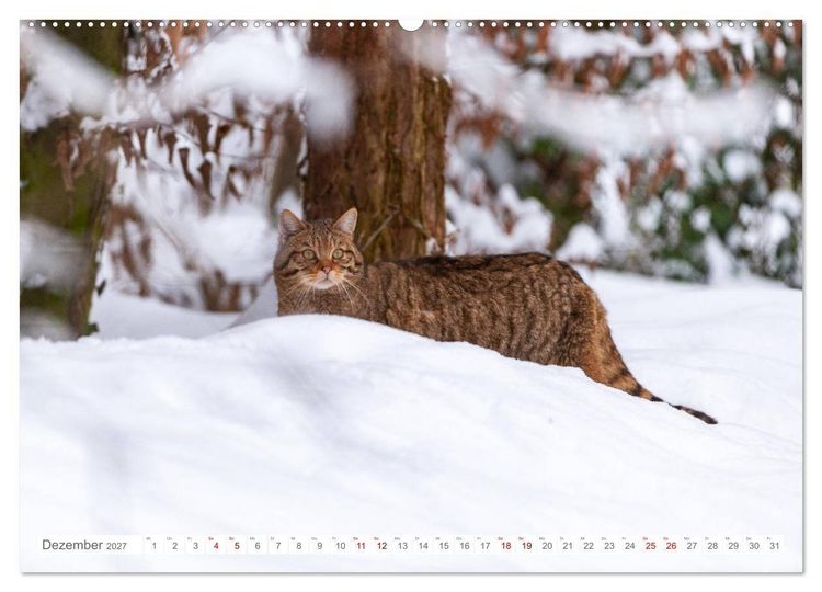 Produktbild: Wildkatzen - die anmutigsten Raubiere in Europa. (Wandkalender 2027 DIN A2 quer), CALVENDO Monatskalender