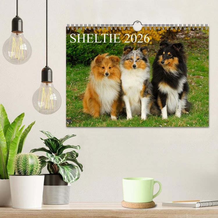 Produktbild: Sheltie 2026 (Wandkalender 2026 DIN A4 quer), CALVENDO Monatskalender
