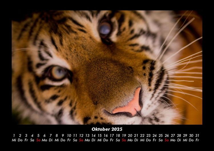 Produktbild: Tiger 2025 Fotokalender DIN A3
