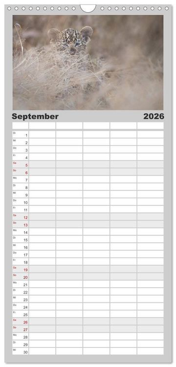 Produktbild: Familienplaner 2026 - Raubkatzenkinder mit 5 Spalten (Wandkalender, 21 x 45 cm) CALVENDO