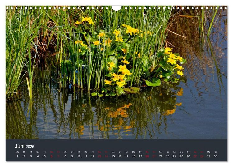 Produktbild: Heimat im Bremer Blockland (Wandkalender 2026 DIN A3 quer), CALVENDO Monatskalender