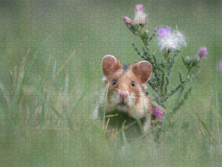 Produktbild: CALVENDO Puzzle Ein Motiv aus dem Kalender Moments in Nature | 1000 Teile Lege-Gr&ouml;&szlig;e 64x48cm Foto-Puzzle f&uuml;r gl&uuml;ckliche Stunden