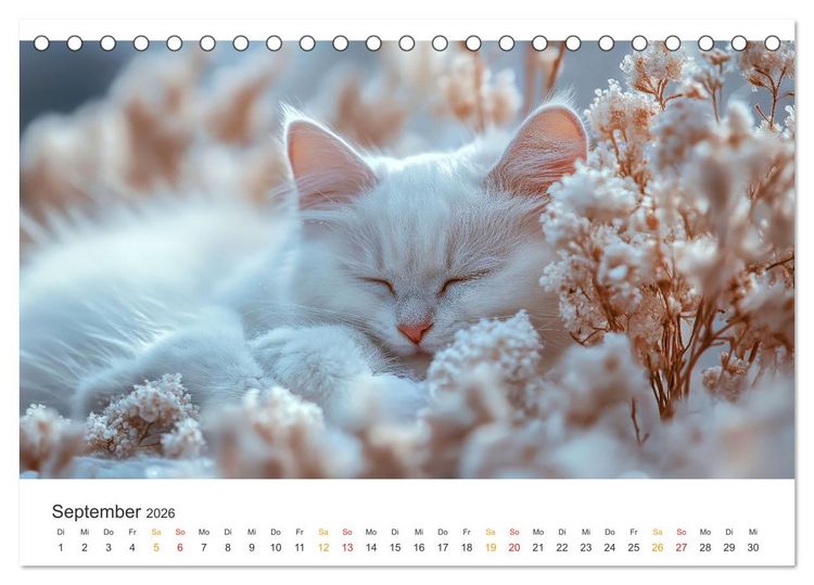 Produktbild: Katzen - Kalender f&uuml;r alle Miezenfans (Tischkalender 2026 DIN A5 quer), CALVENDO Monatskalender