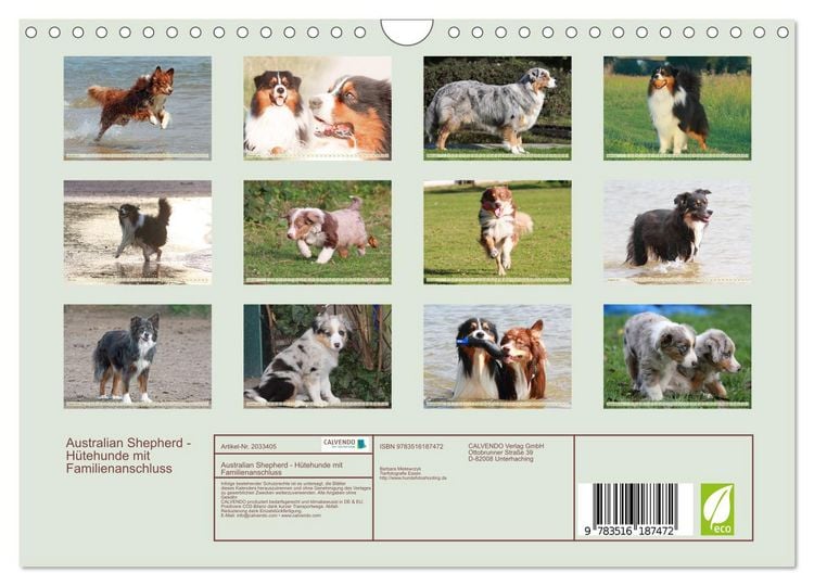 Produktbild: Australian Shepherd - H&uuml;tehunde mit Familienanschluss (Wandkalender 2026 DIN A4 quer), CALVENDO Monatskalender