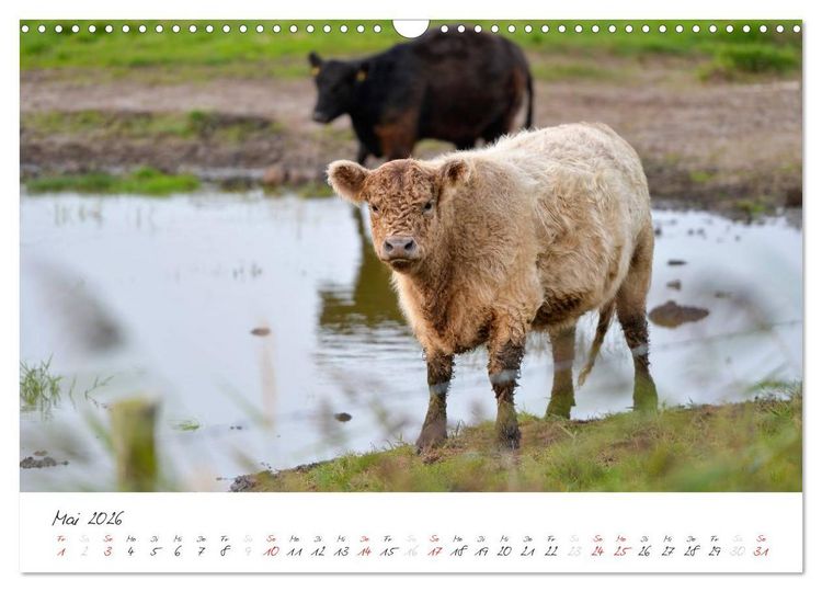 Produktbild: Geltinger Birk (Wandkalender 2026 DIN A3 quer), CALVENDO Monatskalender