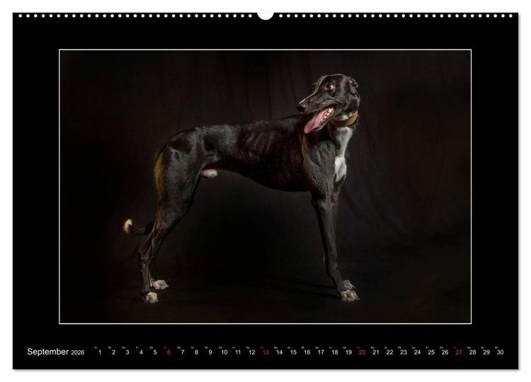 Produktbild: Windhunde - Schnelle Sch&ouml;nheiten (Wandkalender 2026 DIN A2 quer), CALVENDO Monatskalender