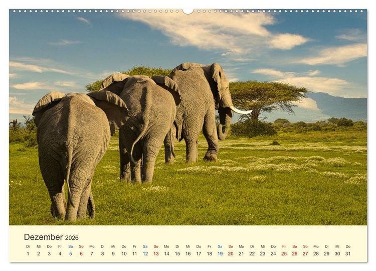 Produktbild: Safari in Kenia (Wandkalender 2026 DIN A2 quer), CALVENDO Monatskalender