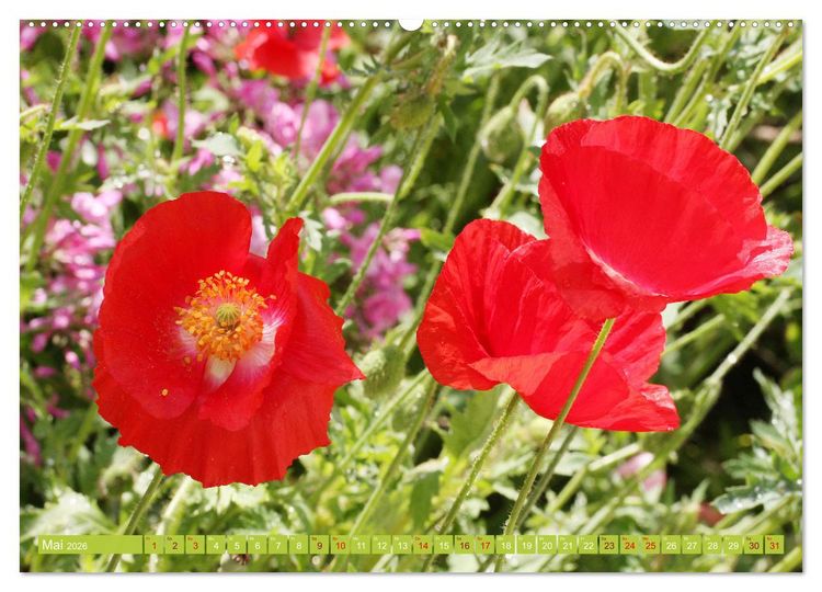 Produktbild: Liebenswerte Bl&uuml;ten (Wandkalender 2026 DIN A2 quer), CALVENDO Monatskalender