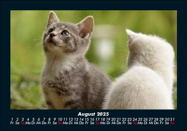 Produktbild: F&uuml;r Katzenfreunde 2025 Fotokalender DIN A5