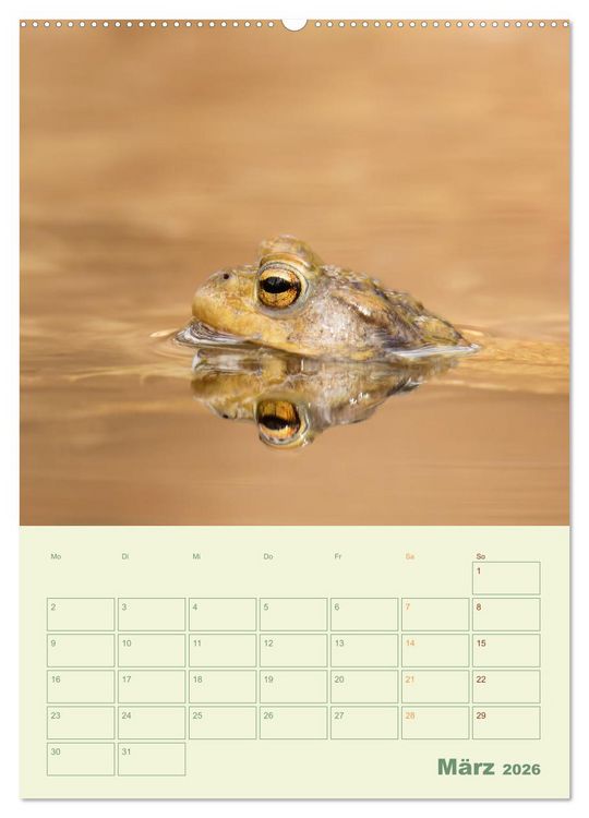 Produktbild: Waldmomente (Wandkalender 2026 DIN A2 hoch), CALVENDO Monatskalender
