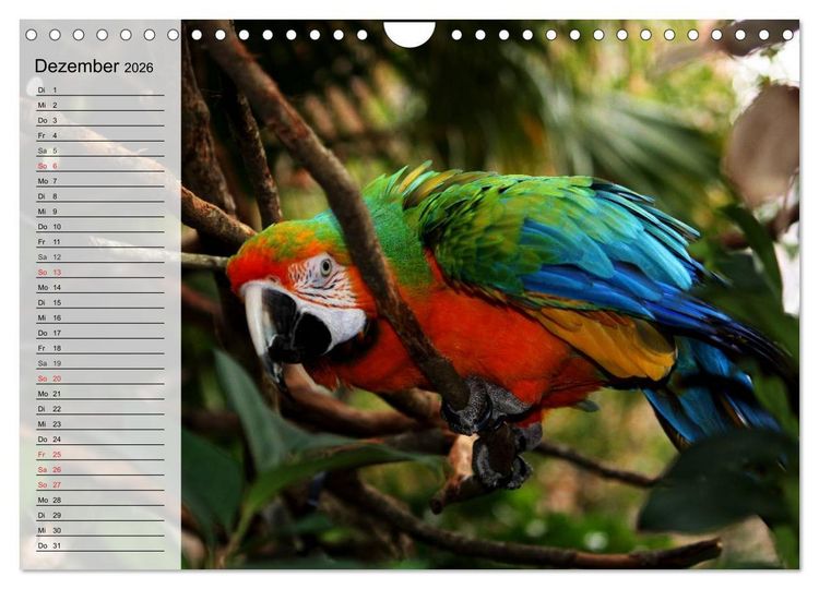 Produktbild: Papageien. Bunt, laut und klug (Wandkalender 2026 DIN A4 quer), CALVENDO Monatskalender