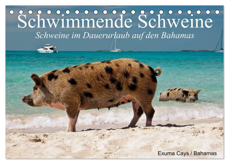 Produktbild: Schwimmende Schweine (Tischkalender 2026 DIN A5 quer), CALVENDO Monatskalender