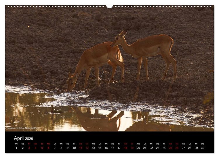 Produktbild: SAMBIA IM HERZEN AFRIKAS (Wandkalender 2026 DIN A2 quer), CALVENDO Monatskalender