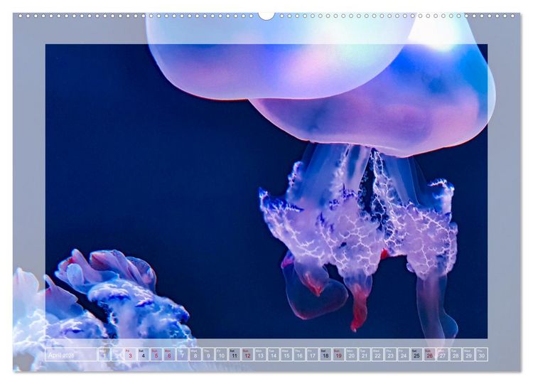 Produktbild: In the world of the medusae (Wall Calendar 2026 DIN A2 landscape), CALVENDO 12 Month Wall Calendar