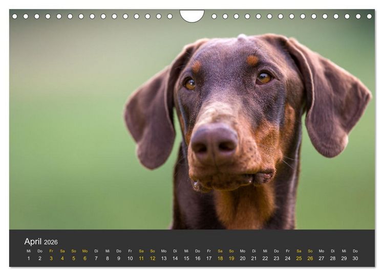 Produktbild: Dobermann 2026 (Wandkalender 2026 DIN A4 quer), CALVENDO Monatskalender
