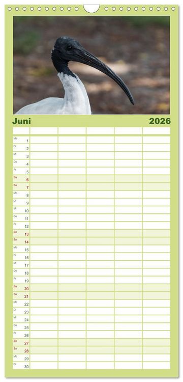 Produktbild: Familienplaner 2026 - Ein Tag in Sydney - eine etwas andere Sicht mit 5 Spalten (Wandkalender, 21 x 45 cm) CALVENDO