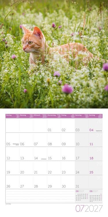 Produktbild: Katzen Kalender 2027 - 30x30 - Art12
