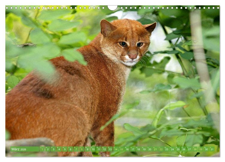 Produktbild: Raubkatzen: Geschmeidige J&auml;ger (Wandkalender 2026 DIN A3 quer), CALVENDO Monatskalender