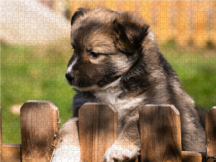 Produktbild: CALVENDO Puzzle Welpe 2 - Islandhund 1000 Teile Lege-Gr&ouml;&szlig;e 64 x 48 cm Foto-Puzzle Bild von Monika Scheurer