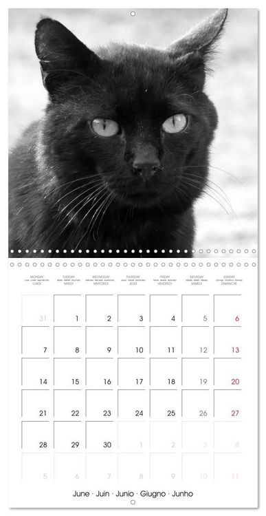 Produktbild: Black and white cat whispers (Wall Calendar 2027 12 &times; 12 Inch) CALVENDO 12 Month Wall Calendar