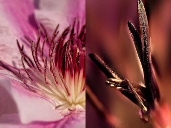 Produktbild: CALVENDO Puzzle Clematis Nelly Moser | 1000 Teile Lege-Gr&ouml;&szlig;e 64x48cm Foto-Puzzle f&uuml;r gl&uuml;ckliche Stunden