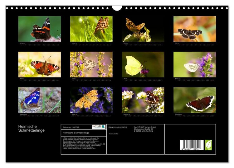 Produktbild: Heimische Schmetterlinge (Wandkalender 2026 DIN A3 quer), CALVENDO Monatskalender