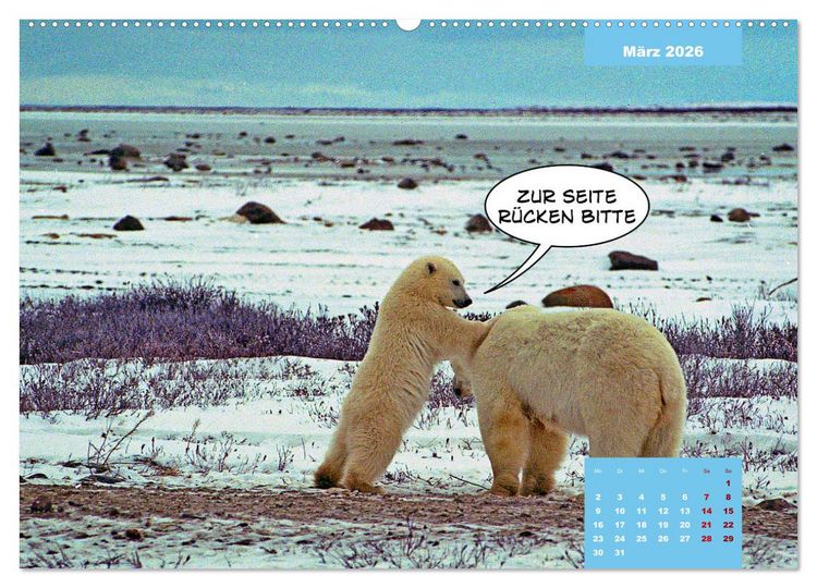 Produktbild: Lustige Eisb&auml;ren (Wandkalender 2026 DIN A2 quer), CALVENDO Monatskalender