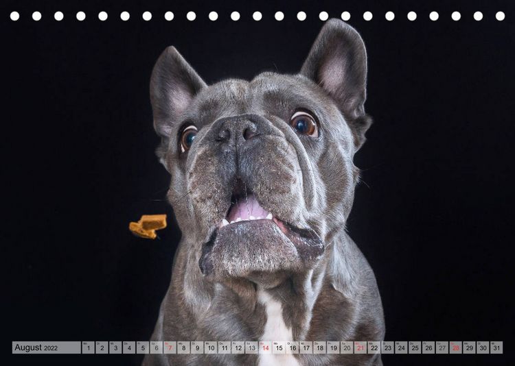 Produktbild: Boxerh&uuml;ndin Paula and Friends (Tischkalender 2022 DIN A5 quer)