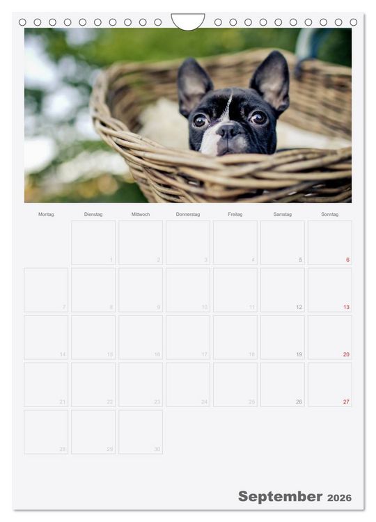 Produktbild: Boston Terrier der Hund 2026 (Wandkalender 2026 DIN A4 hoch), CALVENDO Monatskalender