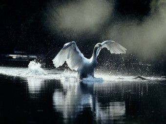 Produktbild: CALVENDO Puzzle Ein Bild SWANS Kalender. wei&szlig; Eleganz | 1000 Teile Lege-Gr&ouml;&szlig;e 64x48cm Foto-Puzzle f&uuml;r gl&uuml;ckliche Stunden