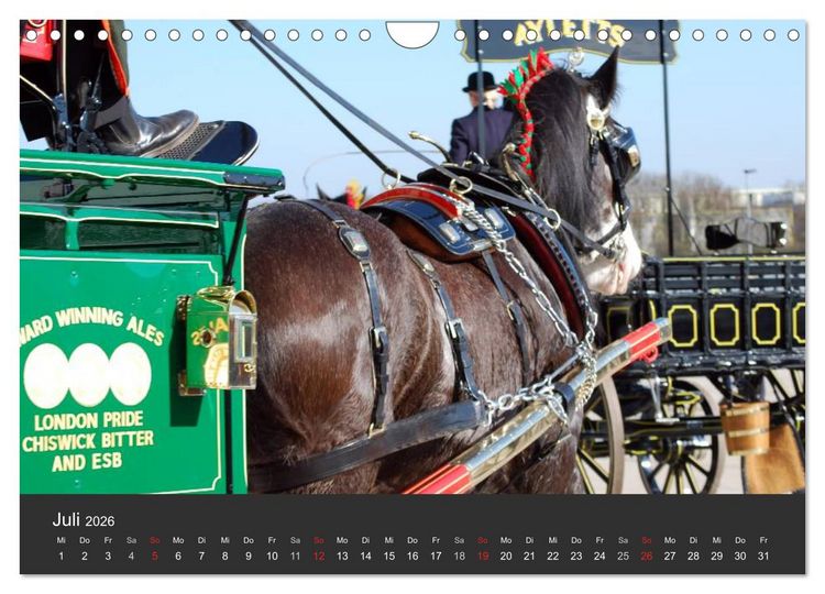 Produktbild: Shire Horse &bull; Prunkvolle Giganten (Wandkalender 2026 DIN A4 quer), CALVENDO Monatskalender