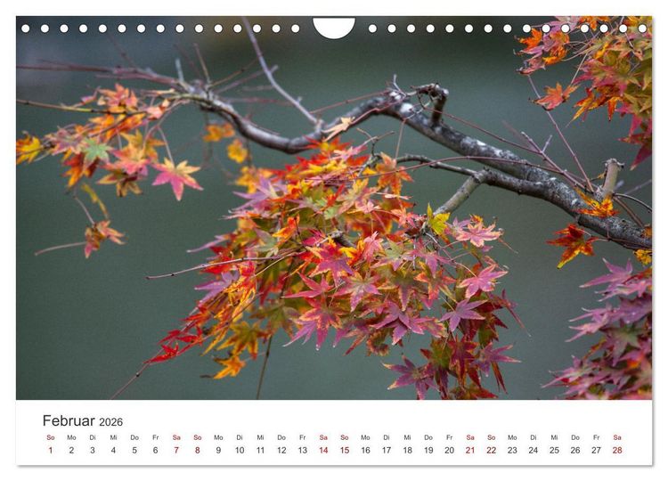 Produktbild: Japanischer Herbst und Laub (Wandkalender 2026 DIN A4 quer), CALVENDO Monatskalender