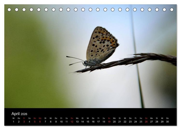 Produktbild: Schmetterlinge in Deutschland (Tischkalender 2026 DIN A5 quer), CALVENDO Monatskalender