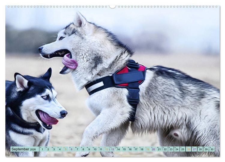 Produktbild: Huskies - Tolle Gef&auml;hrten (Wandkalender 2026 DIN A2 quer), CALVENDO Monatskalender