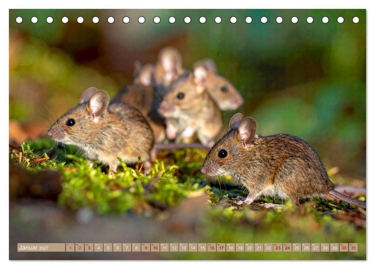 Produktbild: Gruseltiere (Tischkalender 2027 DIN A5 quer), CALVENDO Monatskalender
