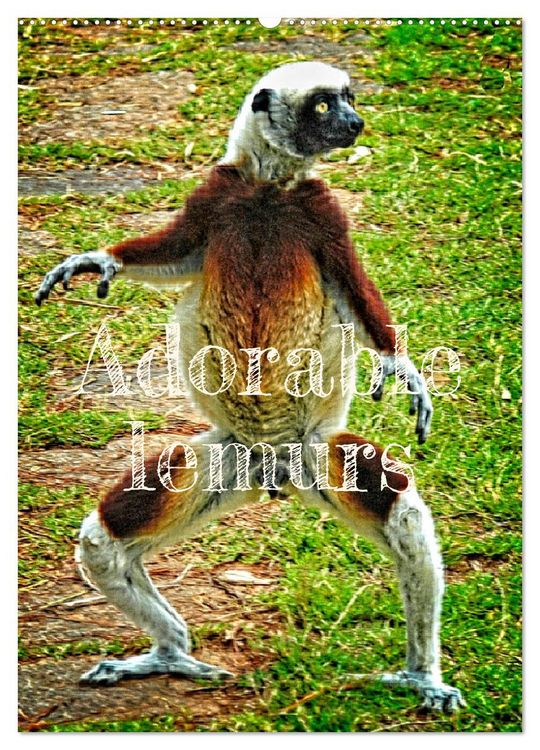 Produktbild: Adorable lemurs (Wall Calendar 2026 DIN A2 portrait), CALVENDO 12 Month Wall Calendar
