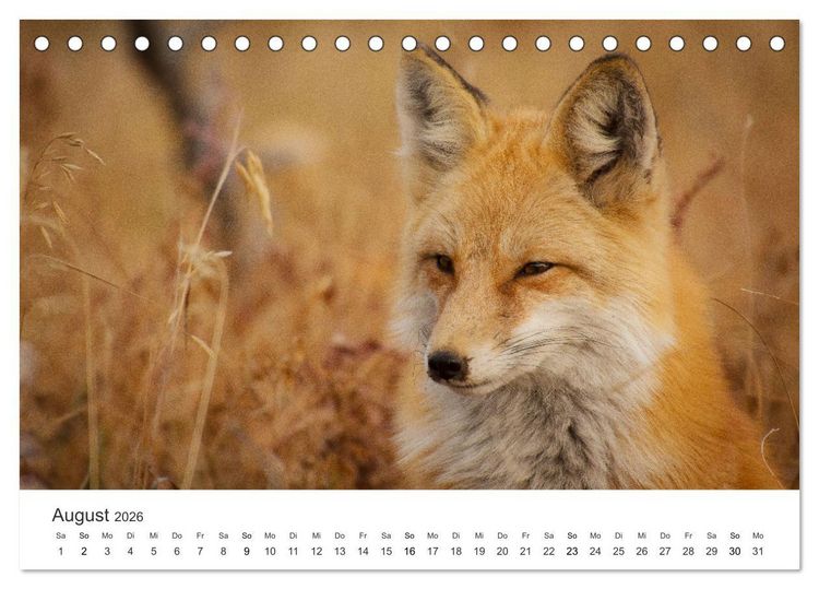 Produktbild: Flinke F&uuml;chse (Tischkalender 2026 DIN A5 quer), CALVENDO Monatskalender