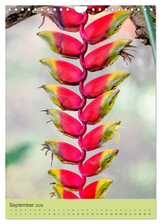 Produktbild: Botanischer Garten Basel - Eine Oase zum Entdecken (Wandkalender 2026 DIN A4 hoch), CALVENDO Monatskalender