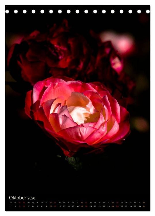 Produktbild: Gartenrosen (Tischkalender 2026 DIN A5 hoch), CALVENDO Monatskalender