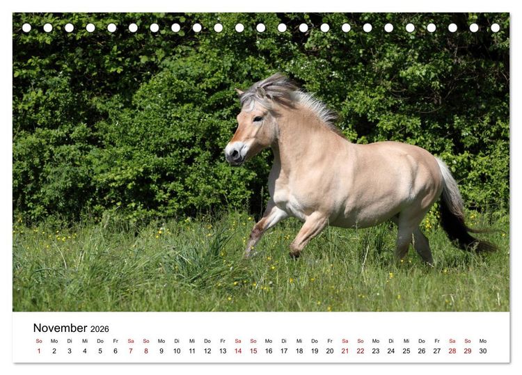 Produktbild: Pferde - im Galopp durch's Jahr 2026 (Tischkalender 2026 DIN A5 quer), CALVENDO Monatskalender