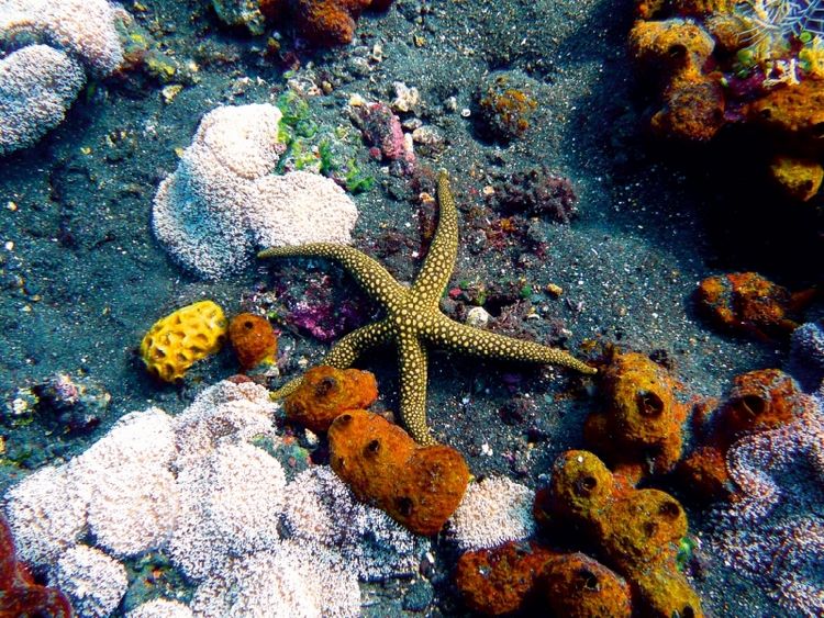 Produktbild: CALVENDO Puzzle Galathea-Seestern, Drop Off, Tulamben,Bali, Indonesien | 1000 Teile Lege-Gr&ouml;&szlig;e 64x48cm Foto-Puzzle f&uuml;r gl&uuml;ckliche Stunden