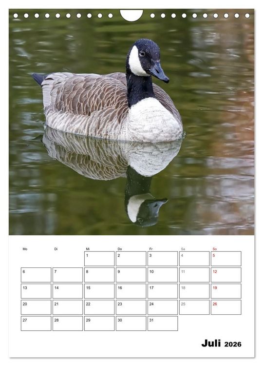 Produktbild: G&auml;nse, geliebte Wasserv&ouml;gel (Wandkalender 2026 DIN A4 hoch), CALVENDO Monatskalender