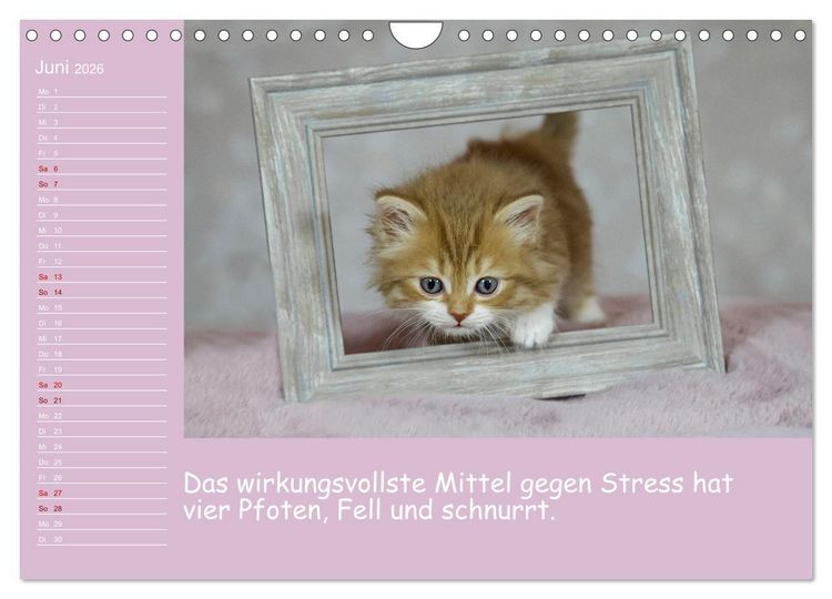 Produktbild: Drollige Tierkinder Mit Spr&uuml;chen (Wandkalender 2026 DIN A4 quer), CALVENDO Monatskalender