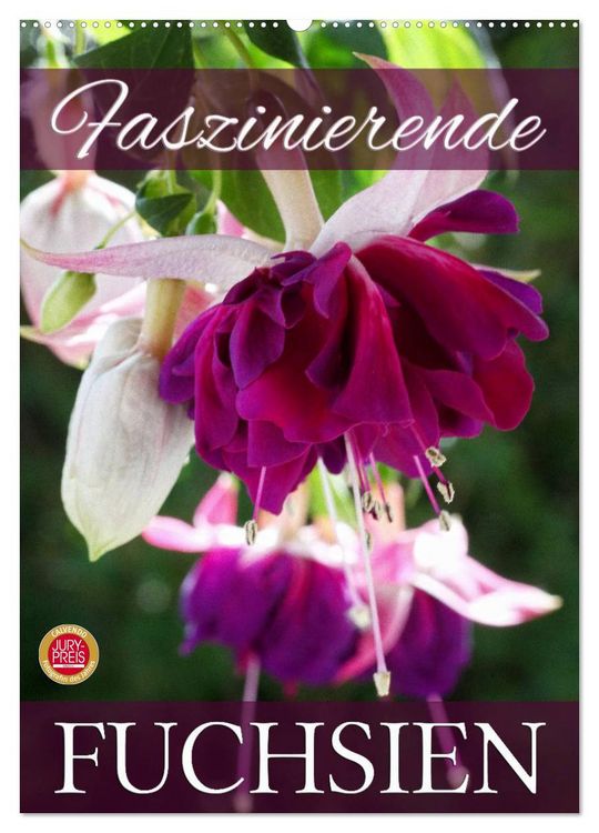 Produktbild: Faszinierende Fuchsien (Wandkalender 2026 DIN A2 hoch), CALVENDO Monatskalender