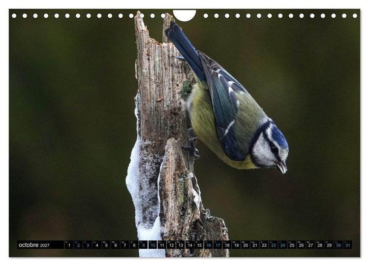 Produktbild: Mes anges bleus en &Icirc;le-de-France (Calendrier mural 2027 DIN A4 vertical), CALVENDO calendrier mensuel