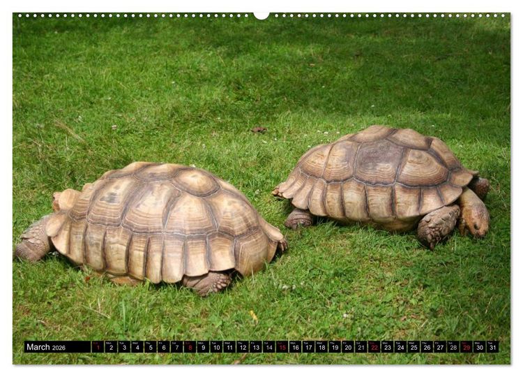 Produktbild: Turtles and Tortoises - Armored pacifists (High Quality Premium Wall Calendar 2026 DIN A2 landscape),CALVENDO 12 Month Wall Calendar